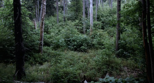 Bedtime Stories Woods